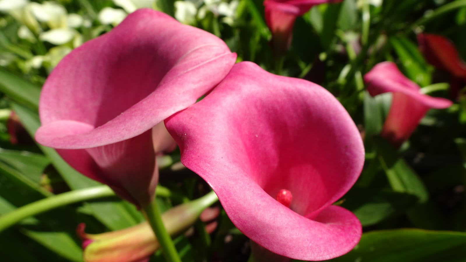 Jesień z Ogrodem Botanicznym